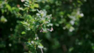 The males only live for a few weeks, - Wild Isles