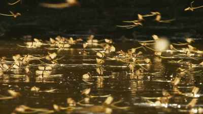 The males scour the water surface,
searching for them... - Seven Worlds, One Planet