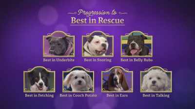 The Maltipoo - 2022 American Rescue Dog Show