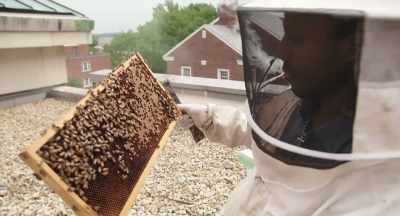 The managed honey bee - The Pollinators
