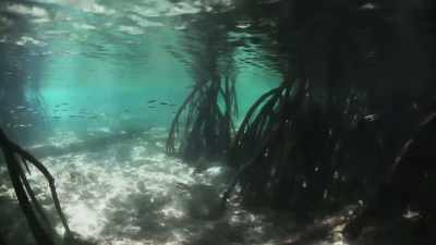 The mangrove roots provide a
safe environment for - Harmony in Paradise