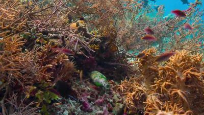 The mantis shrimp has been getting her home back in order. - Tiny World