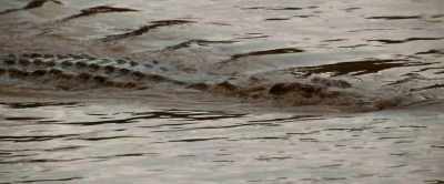 The Mara River… - Our Universe