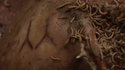 The Mark is unknown to me. - Spartacus