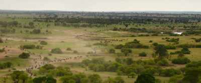 The massive herds are
constantly on the move - Our Universe