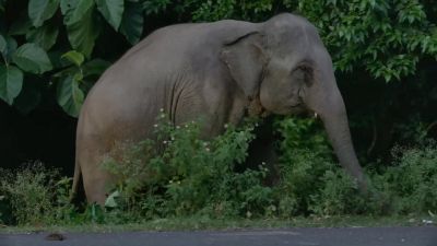 The matriarch chooses her moment to cross. - Big Beasts