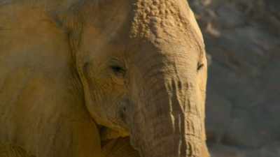 The matriarch
has led her herd here for nothing. - Our Planet