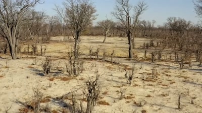The matriarch leads them
deeper into the desert. - A Year on Planet Earth