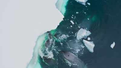 The matriarch now tries
another tactic - Frozen Planet II