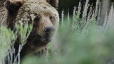 The matriarch of yellowstone. - Epic Yellowstone