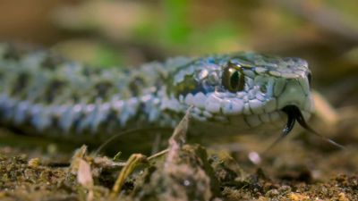 The meadow viper. - Tiny World