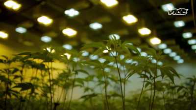The medicinal marijuana
opportunity came - I Was a Teenage Felon
