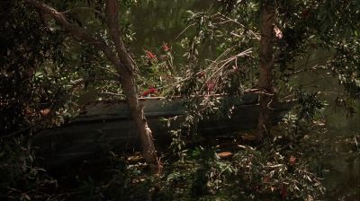 The melaleuca tree - Wild Things 2