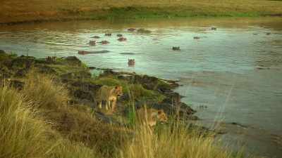 The migration will arrive
on the opposite bank. - Serengeti