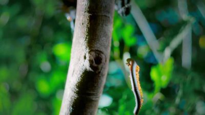 The millipedes are released relatively unscathed. - Tiny World