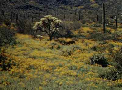The miracle of the flowers -- - The Living Desert