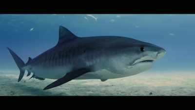 The moment it senses or notices - Envoy: Shark Cull