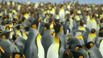 '..the moment
the devoted king penguin parents - A Year on Planet Earth