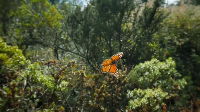 'The monarch butterfly - A Year on Planet Earth