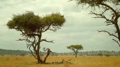 The mongoose will make sure
everyone knows he's there. - Serengeti