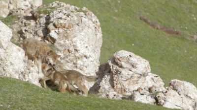 The monks
serve as wildlife guardians - Ghost of the Mountains