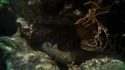 The Moray eel. - Blue Planet II