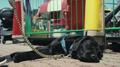 The more they learn
about how the dogs behave, - Inside the Mind of a Dog