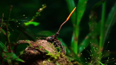 The more numerous a species is, - Our Planet