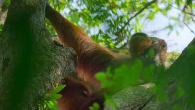 The more he perfects
this extraordinary skill, - Our Great National Parks