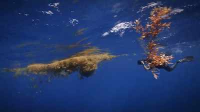 The more that we see them
like ourselves, - Secrets of the Whales