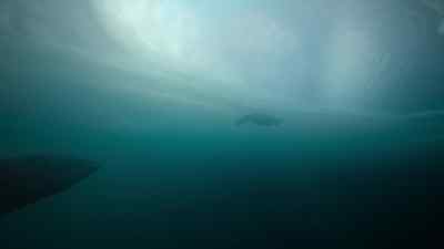 The Morturneria will feed here all summer, - Prehistoric Planet