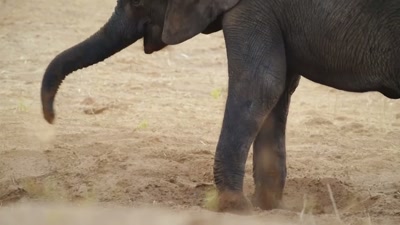 '..the most important lesson
this young elephant needs to learn - A Year on Planet Earth