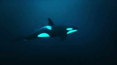 the most widespread predator of all... - Super/Natural