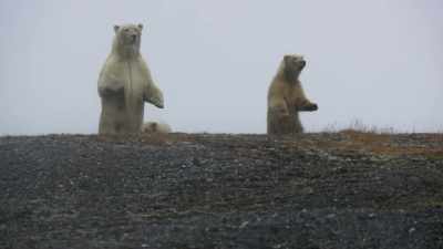 The mother calls her cubs away. - Frozen Planet II