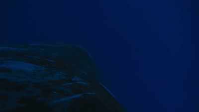 The mother changes her calls - Blue Planet II