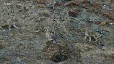 The mother and cub are trapped
between the rivals. - Planet Earth: A Celebration