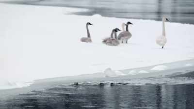 The mother leads
the pups downstream, - Epic Yellowstone