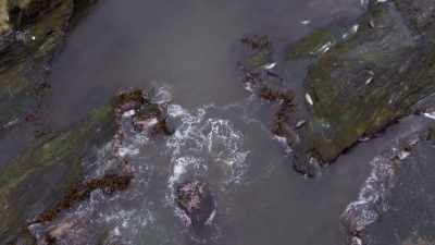 ''The mother orca's finely tuned
strategy is an ambush,'' - Secrets of the Whales
