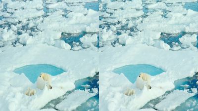 The mothers here nurture their young so lovingly - To the Arctic