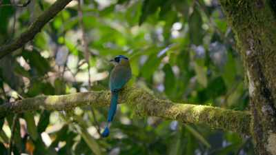 The motmot is a sit-and-wait predator. - Super/Natural