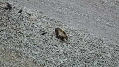 The mountains are crawling
with grizzlies. - Epic Yellowstone