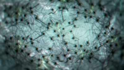 The mRNA remains
there at the synapse - The Human Body: Secrets of Your Life Revealed