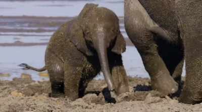 The mud cools
their overheated bodies as it evaporates. - Surviving Paradise: A Family Tale