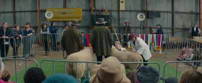 The muscling
in this hindquarter, - Rams
