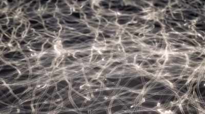 The mycelium
is vaccinating itself - Fantastic Fungi