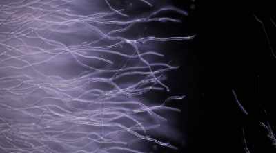 The mycelium
remained underground, - Fantastic Fungi