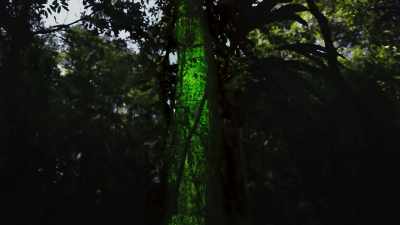 The mysterious
bioluminescent glow - The Green Planet