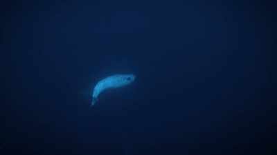 "The narwhal will have
to adapt to the noise" - Secrets of the Whales