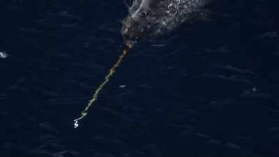 "The narwhals' legendary horn
is actually a long sensitive tooth." - Secrets of the Whales