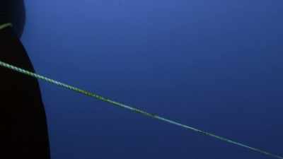 ''The National Geographic divers
decide they must intervene.'' - Secrets of the Whales